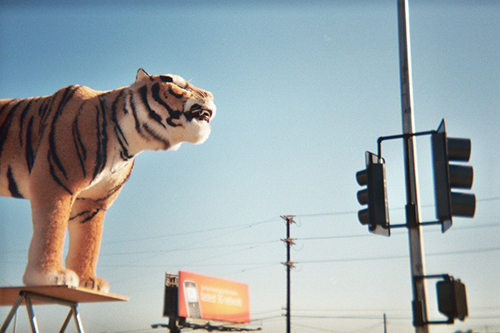 LA Tiger